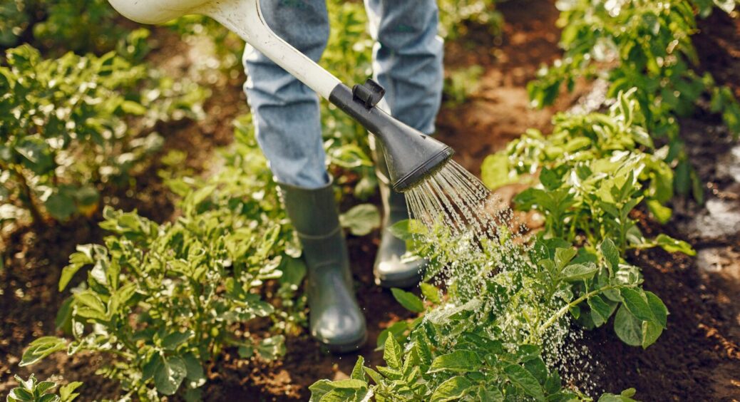 Хрущ більше не гризе коріння: посипала 1 щіпку цього в ґрунт:  засіб працює без хімії, але ефективно 
