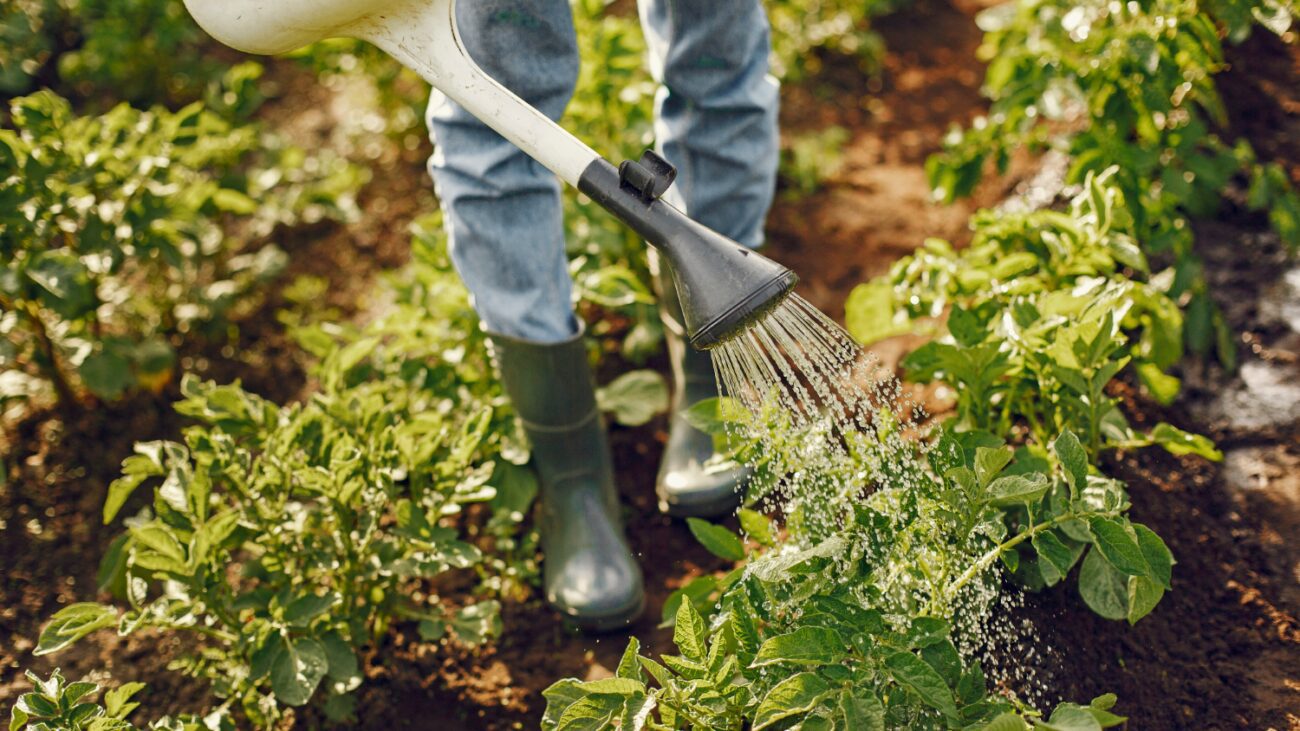 Городники назвали дієвий натуральний засіб від хруща
