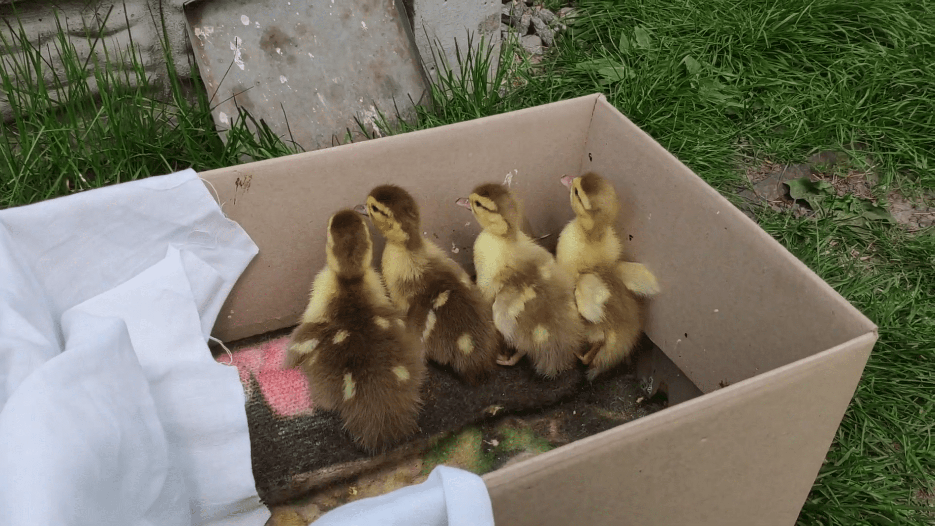 Експерти розповіли, як правильно годувати каченят