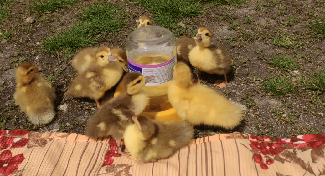 Додала 2 ложки “цього” в качиний корм – тепер вирощую птахів-богатирів, а м’ясо таке ніжне, що тане в роті 