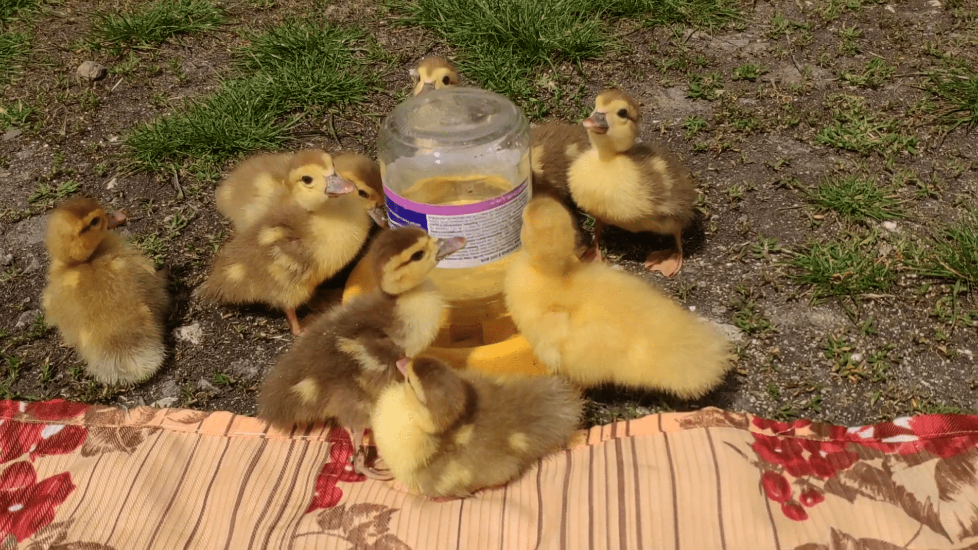 Експерти розповіли, як правильно годувати каченят