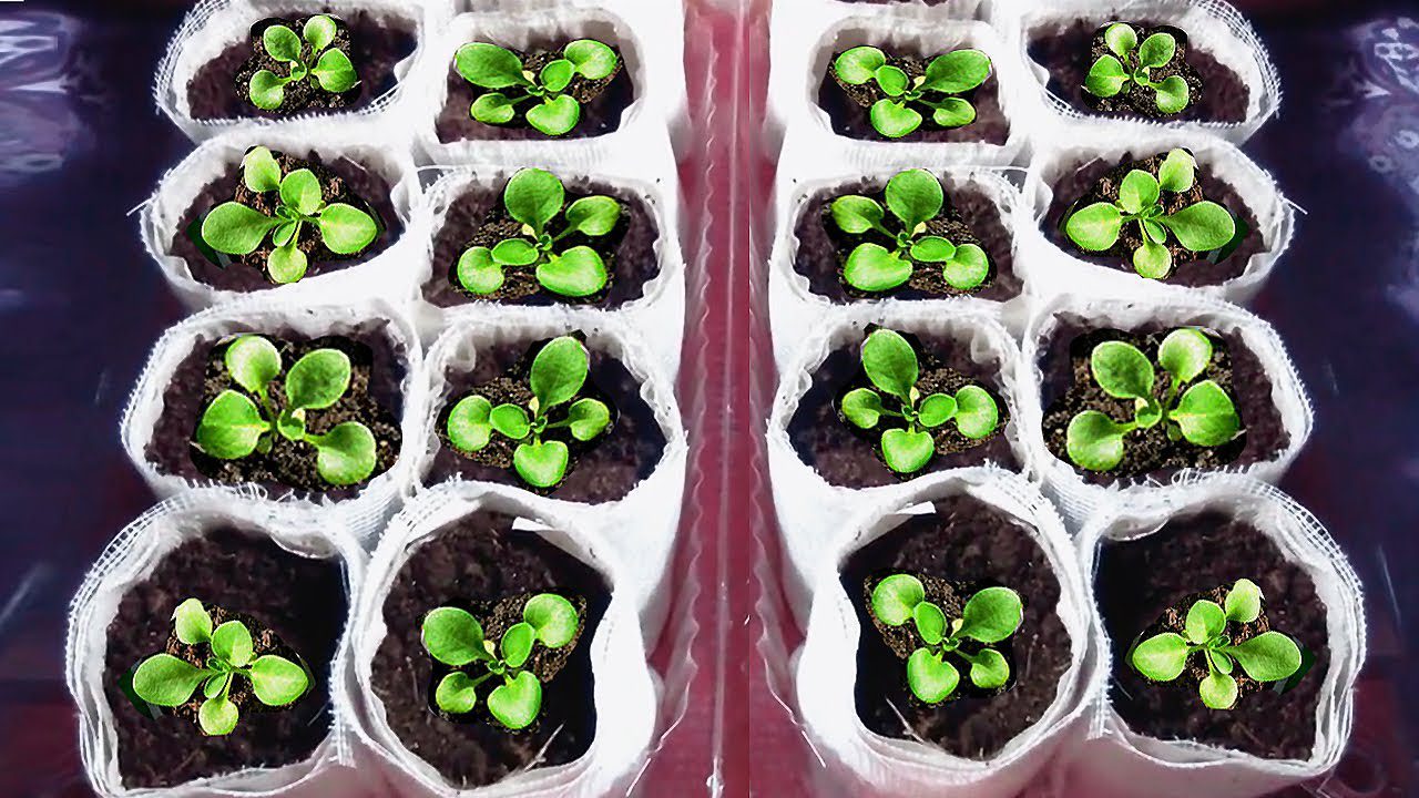 Городники розповіли, чим підживити землю, щоб розсада не витягувалася