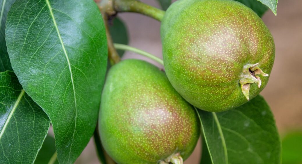 Схеми внесення добрив для чайників: чим підживити навесні яблуні, вишні та груші для багатого врожаю 