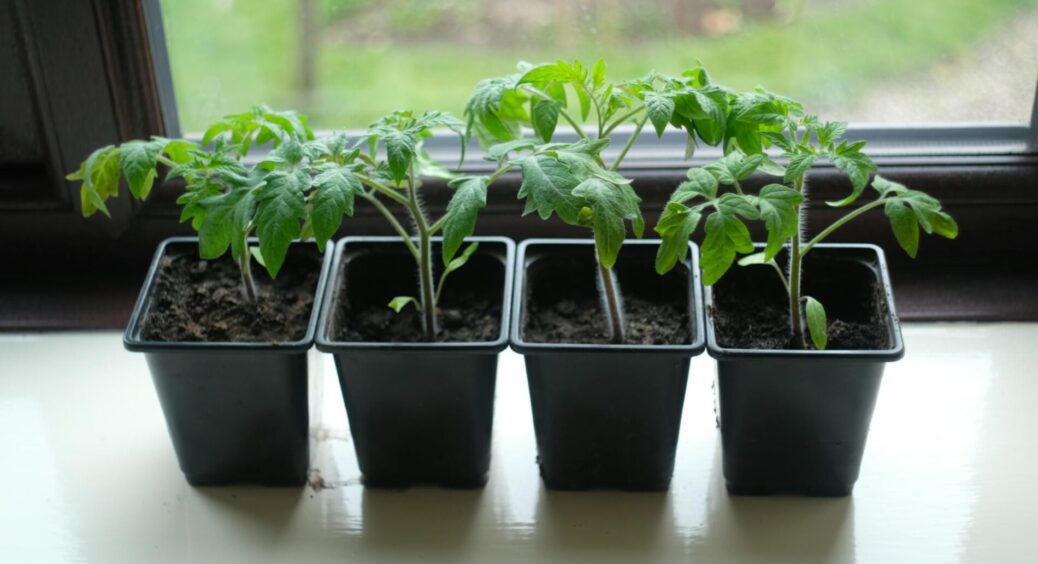 Завжди посипаю ґрунт перед посадкою цим 1 інгредієнтом – і він виходить живильним: секрет від агронома 