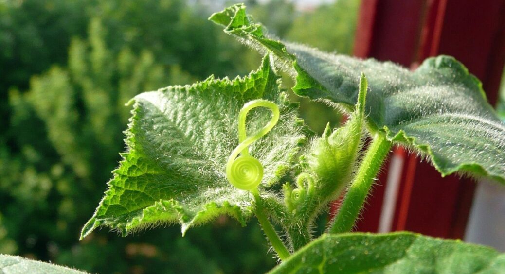 Більше жодних пустоцвітів: як виростити огірки, що дають рясний і смачний урожай у будь-яку погоду 