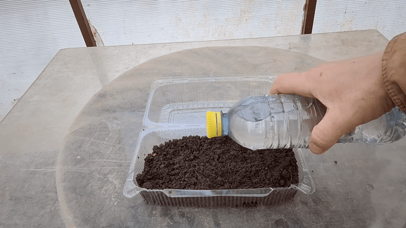 Експерти розповіли, як самостійно зробити міні-теплицю