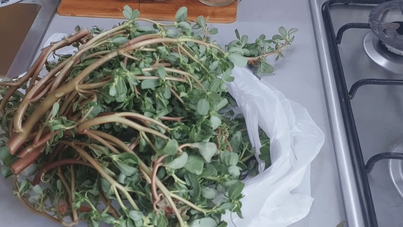 Експерти розповіли, як з користю використовувати портулак з городу
