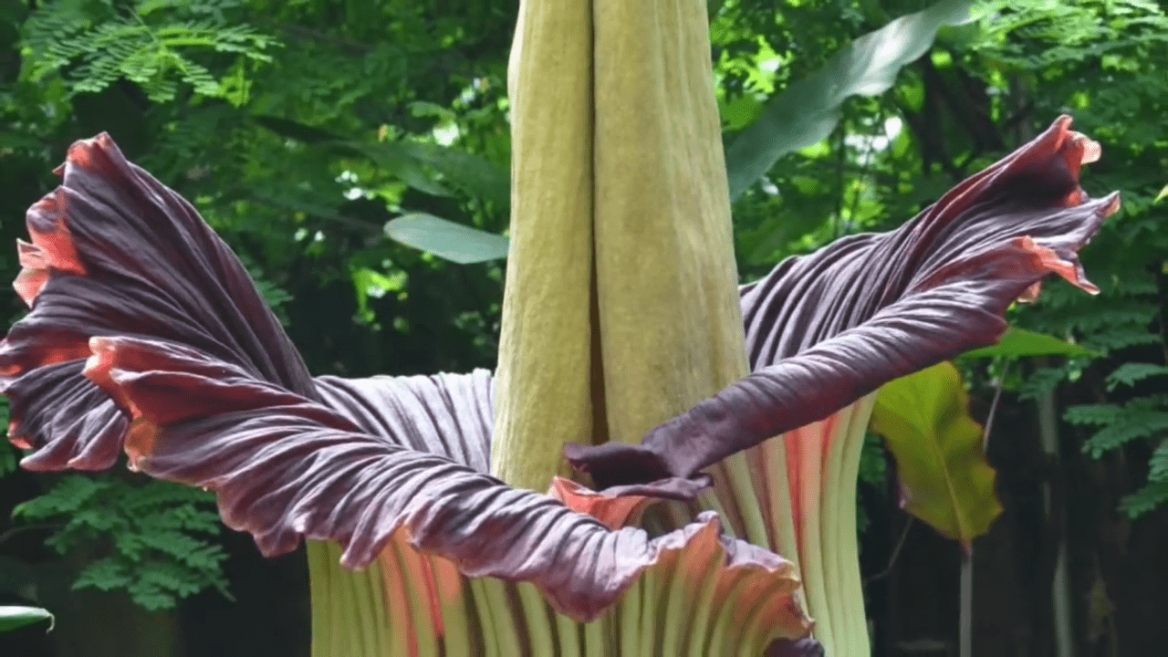 Експерти назвали квітку з найнеприємнішим запахом