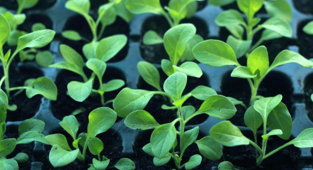 Спробувала сіяти без лотків та дражованого насіння – тепер тільки так: простіше, дешевше, врожай краще 