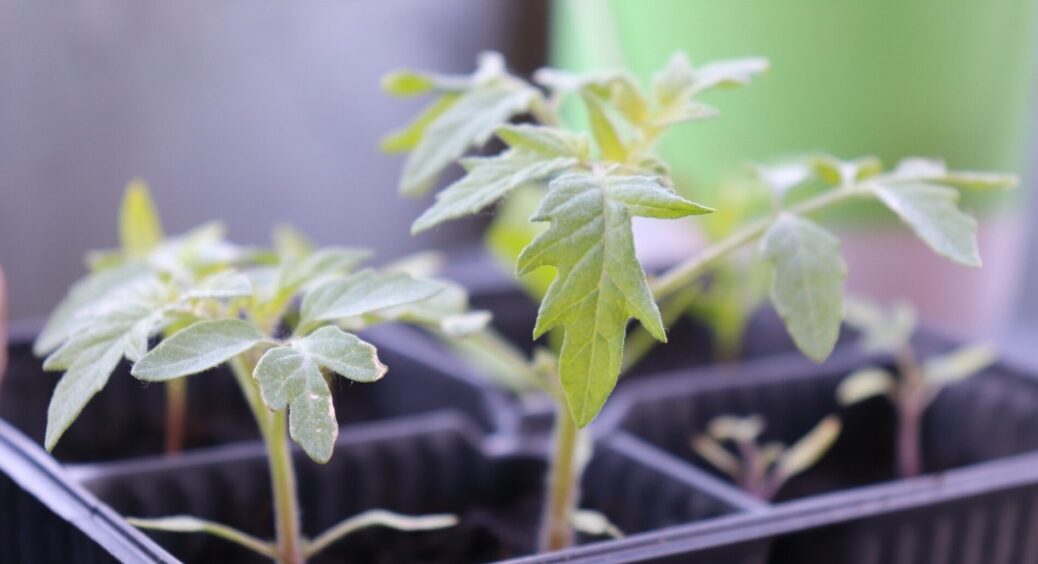 40 років тому використовували цей засіб від чорної ніжки: мама все життя лише цим рятує розсаду від грибка 