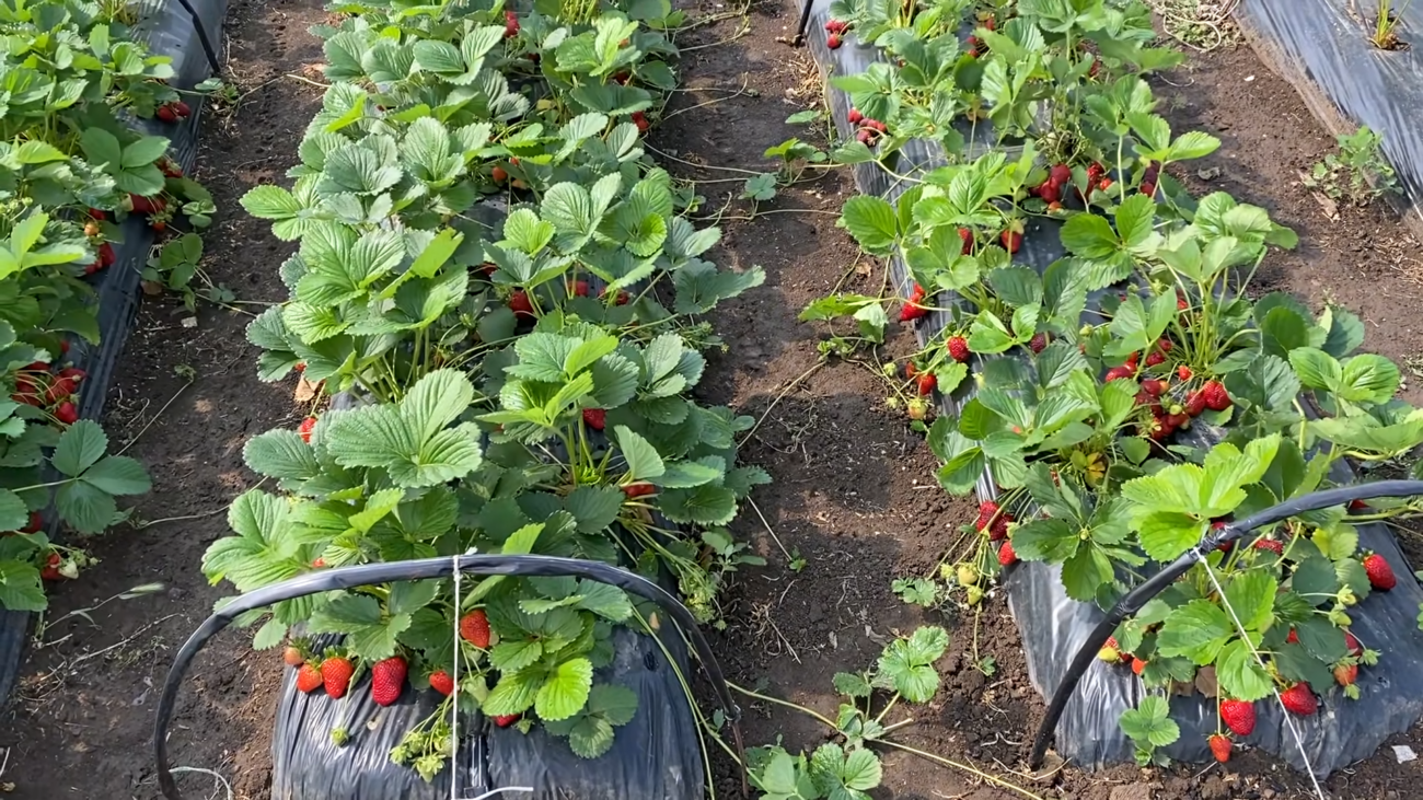 Городники поділилися простим добривом для збільшення врожаю полуниці Городники поділилися простим добривом для збільшення врожаю полуниці