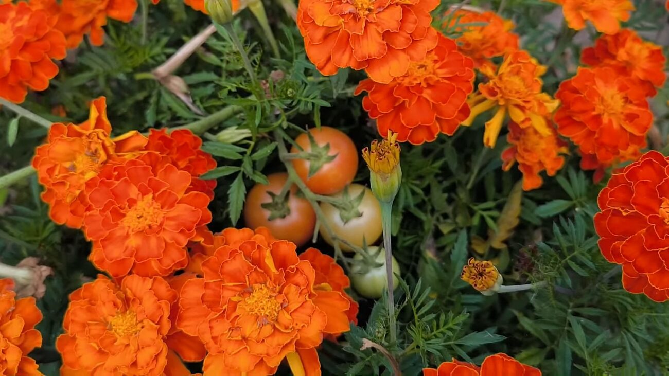 Городники розповіли, як використати відцвілі чорнобривці з користю