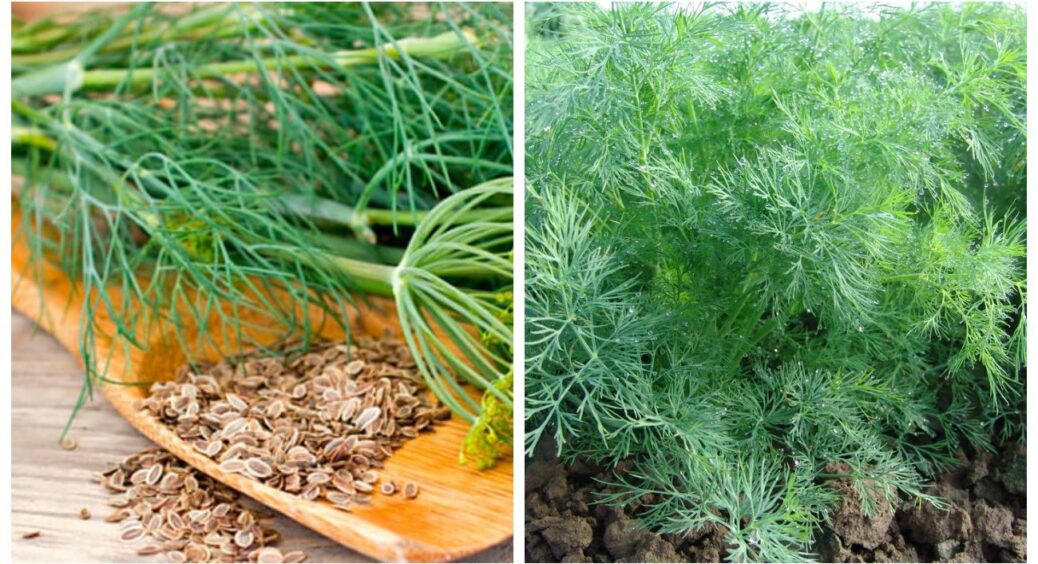 Як посіяти кріп, щоб він зійшов швидко, дружно, щіткою: роблю так щороку і жодного разу цей спосіб не підвів 