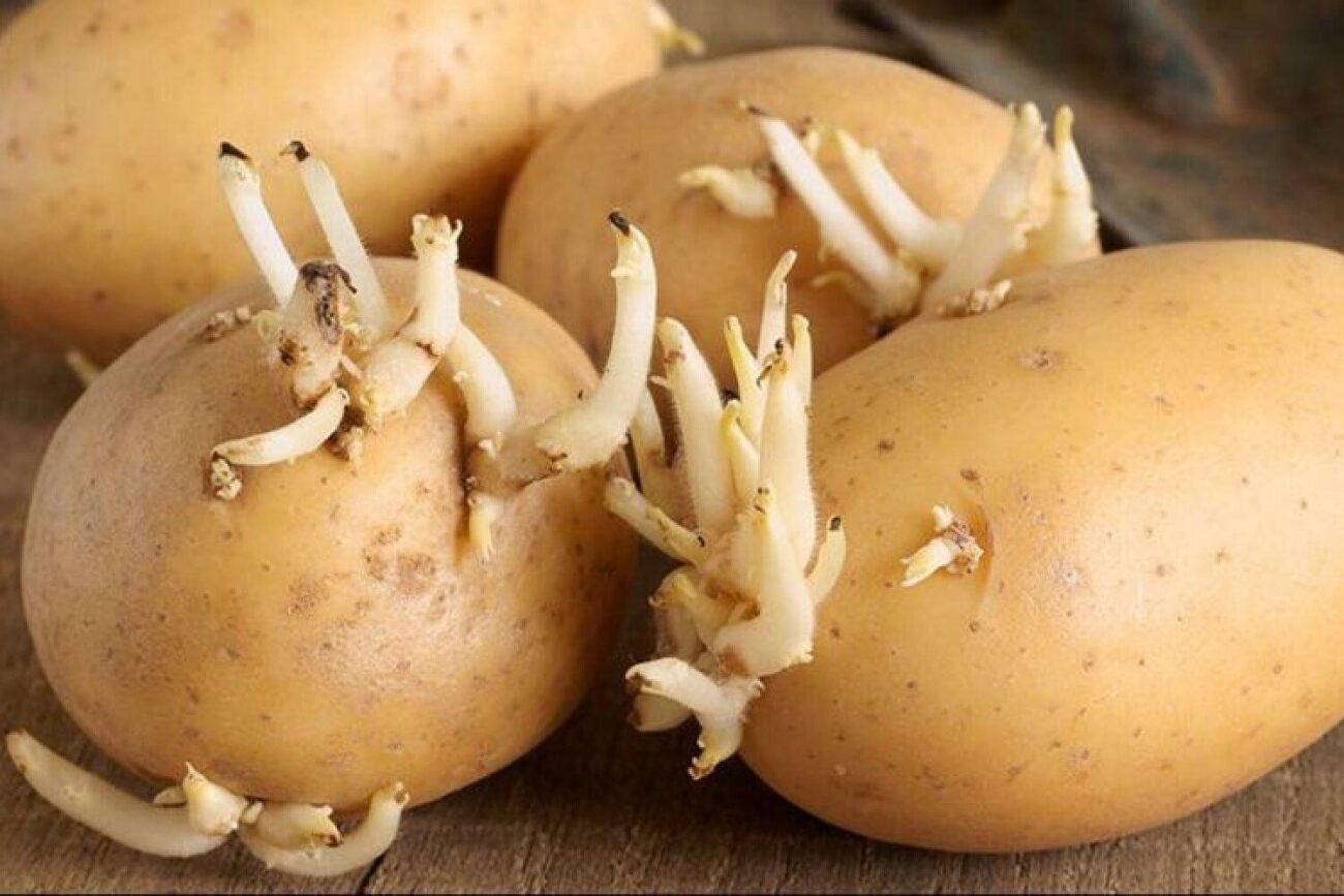 Городники розповіли, як використовують паростки картоплі з користю для культур