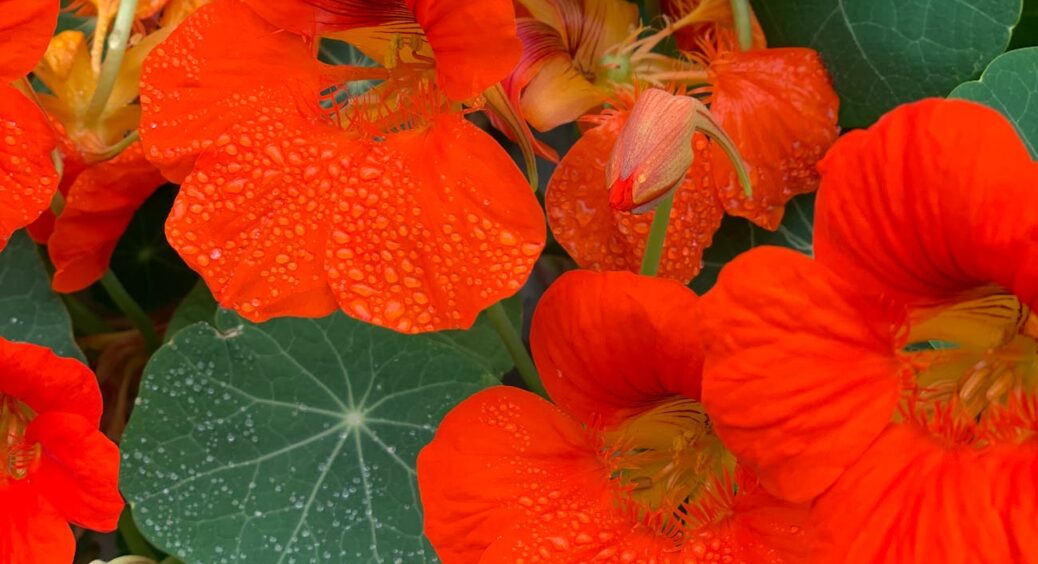 Посадіть цю 1 рослину – і ви забудете про білокрилку та плодову міль: вони всі зникнуть за 1 ніч 