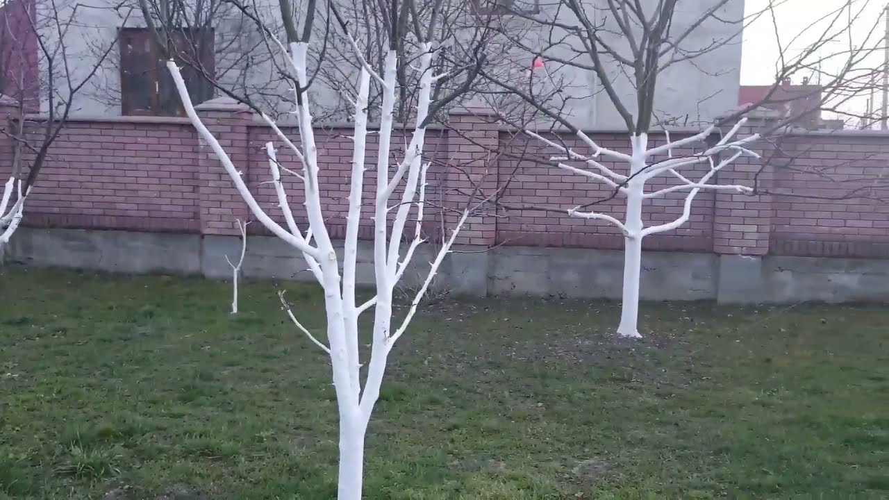 Садівники розповіли, як приготувати побілку для дерев, яка може загоїти тріщини в стовбурі
