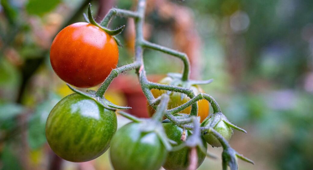 Не рви листя на розсаді — томат не пробачить! Краще поклади його боком — і буде корінців купа 