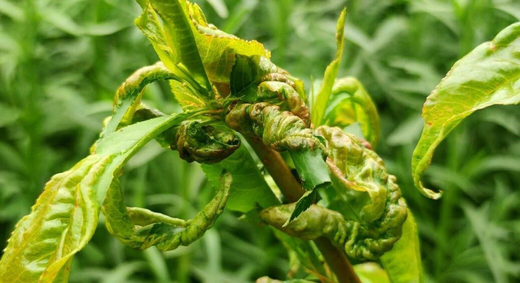 Підслухала в черзі на базарі, як врятувати персик від “курчавості”: 2 обробки на рік – і проблема вирішена 