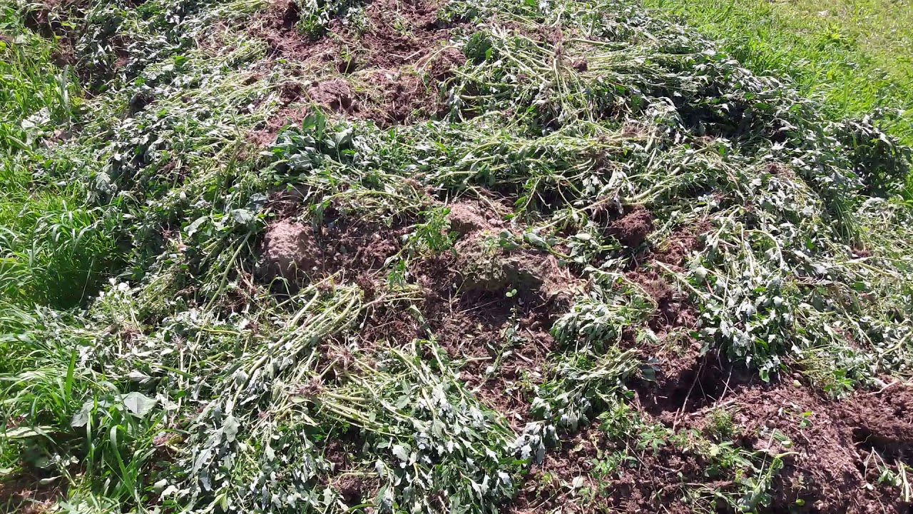 Садівники розповіли, як позбутись від бур'янів на грядці, не використовуючи сапку та хімію