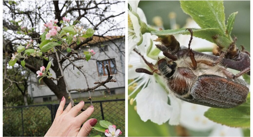 Розсипала 1 пакетик цього добрива – і травневі хрущі “передумали” атакувати мій сад: дієвий захист рослин 