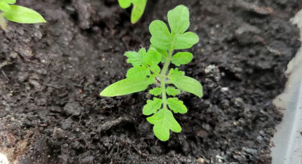 Для потужного цвітіння – потрібно, аж руки сверблять: вношу по 10 грамів на 10 літрів води у травневий ґрунт 