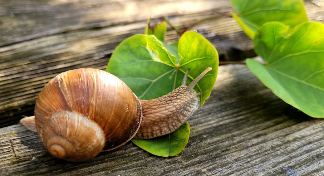 Записуйте: простий засіб, що змусив слимаків тікати з мого городу швидше, ніж я біжу до магазину зі знижками 