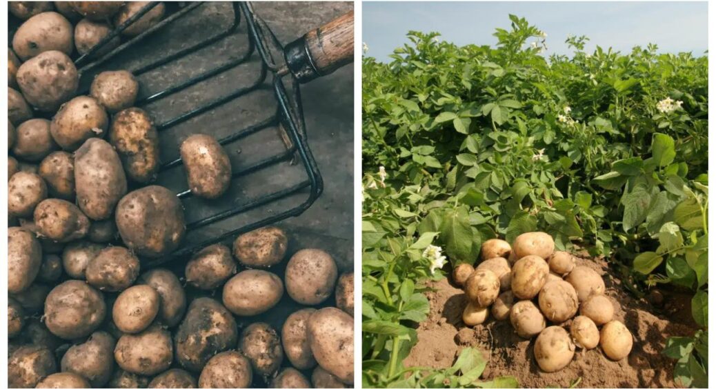 Бабуся заповідала обробляти картопляне насіння за графіком: записала, перевірила і своїм онукам передам 