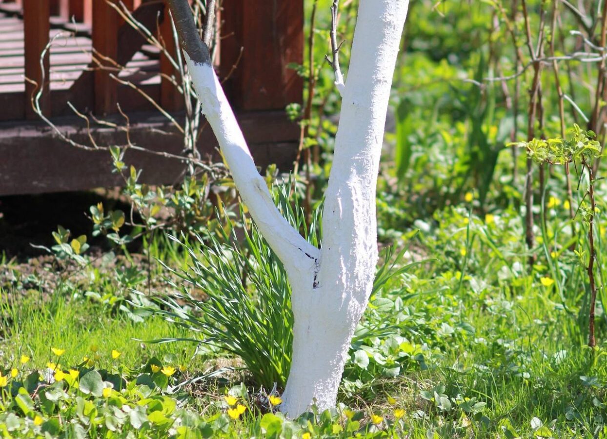 Городники поділилися перевіреним рецептом міцної весняної побілки для дерев