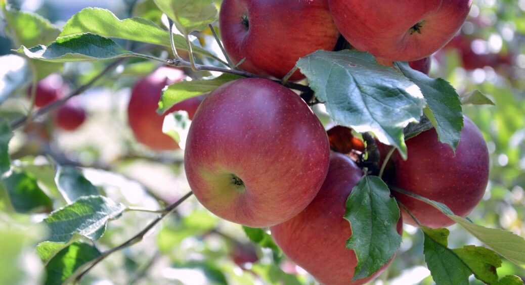 Бабуся знає, що робить: до 10 листопада кидає “це” під яблуню – і забуває про паршу й морозобоїни 