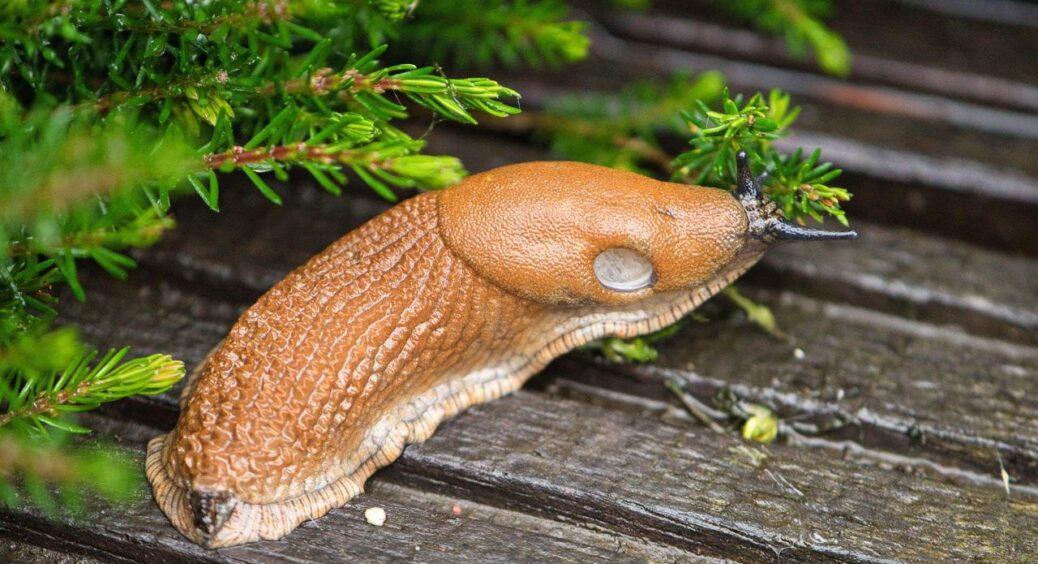 Розсипала цей порошок по грядках – і “питання слимаків” вирішено раз і назавжди: потрібно всього 100 грамів 