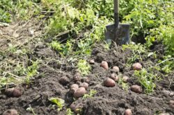 Агрономи розповіли, як посадити картоплю без перекопування ґрунту 