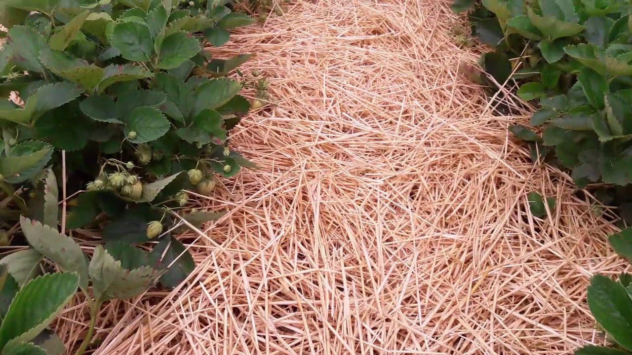 Експерти розповіли, як за допомогою соломи захистити кущі полуниці від бур'янів