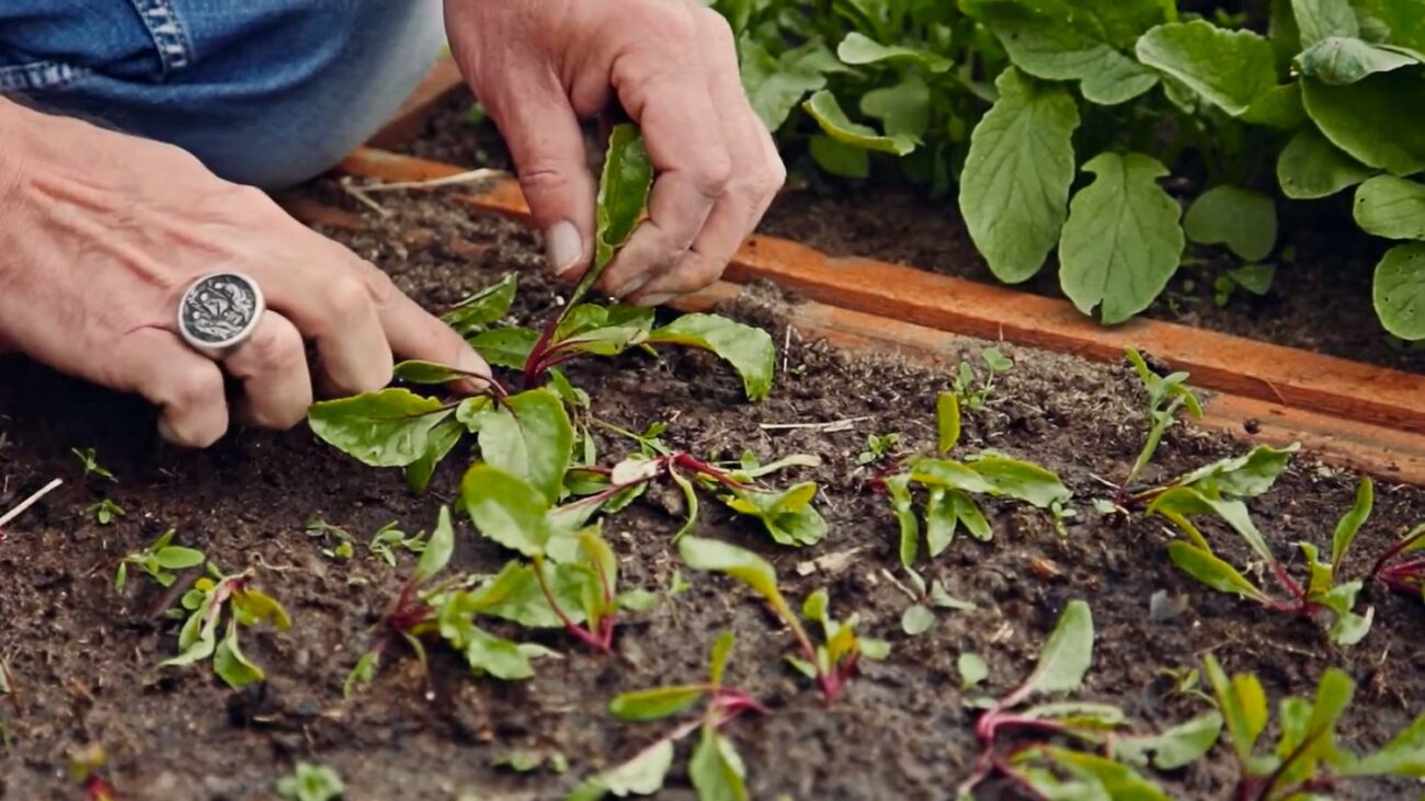 Городники назвали точні дати, коли сіяти буряк восени