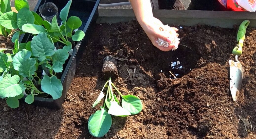 Кладу це в лунку, коли висаджую розсаду капусти: у результаті збираю з грядки по 20 кг величезних качанів 