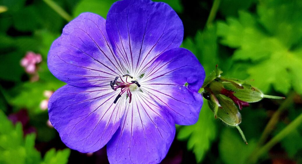 Зараз фіалка лише на це й чекає: 1 склянка на 10 л – і любуюся гарними, пишними квітами 