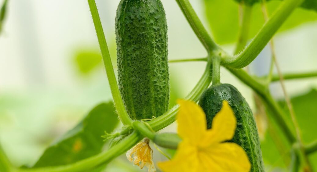 Підживлюю “по-індійськи” та за схемою “3 ложки” — огірки ростуть, як у теплиці на гідропоніці 