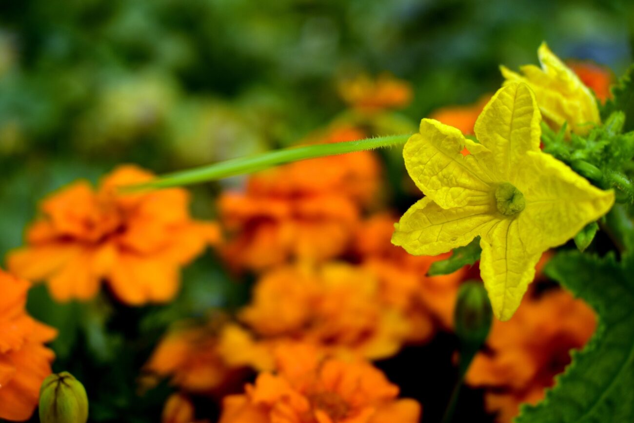 Експерти розповіли, як за допомогою пластикових пляшок значно підвищити врожайність огірків
