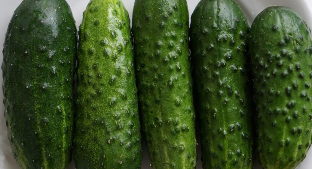 Моя тітка садить огірки тільки в дощову погоду – я запитала чому, і тепер роблю так само: ще встигаєте і ви 