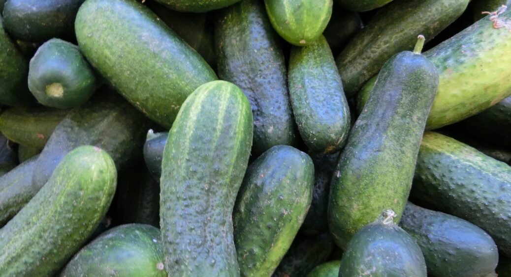 1 “фатальна” помилка – і огірки стають гіркими, як редька: кума “на досвіді” пояснила, що я робила не так 