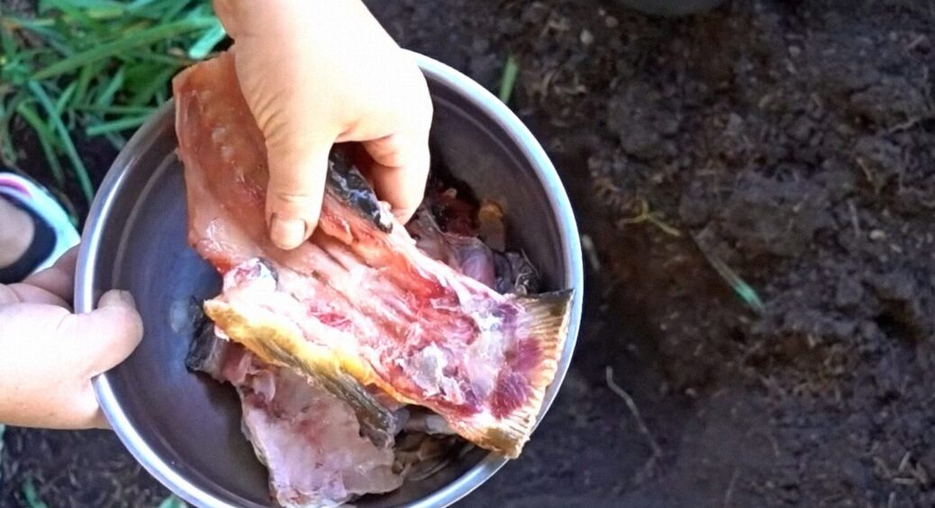 Сусідка-городниця підказала: 1 жменя під кущ смородини – і ягід буде вдвічі більше, ніж зазвичай 