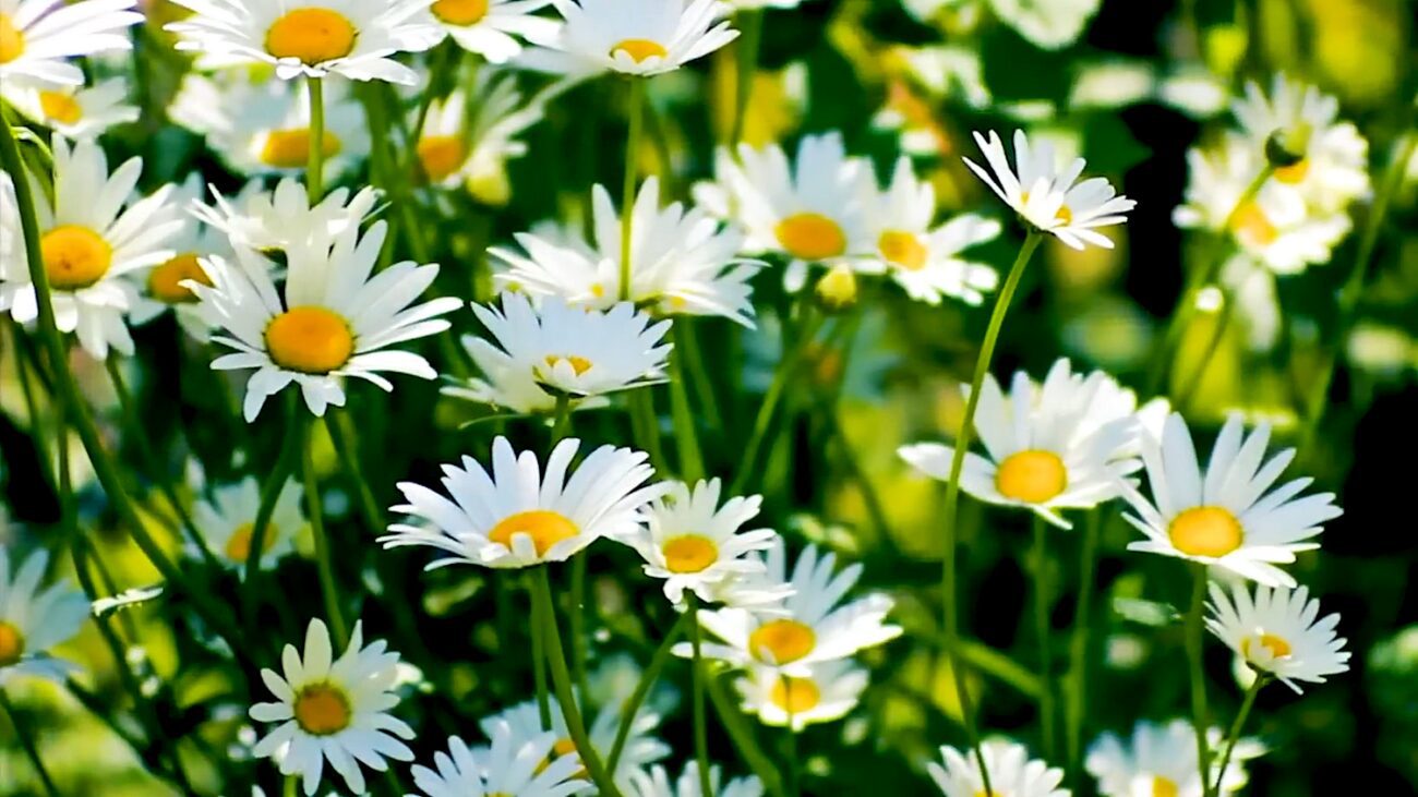 Садівники пояснили, чому варто висаджувати дикі квіти у власному саду