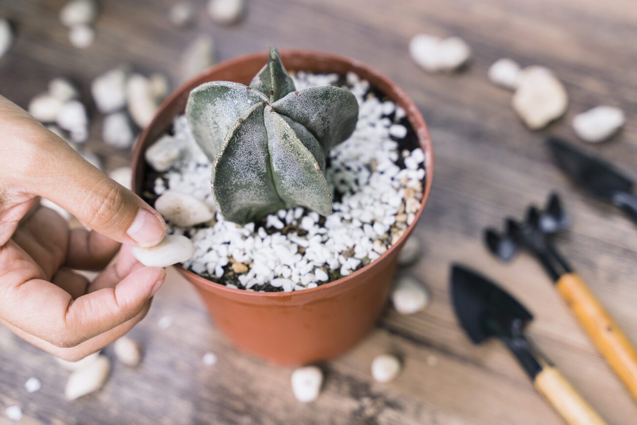 Квітникарі розповіли, як підтримувати красу кімнатних рослин без пересадки