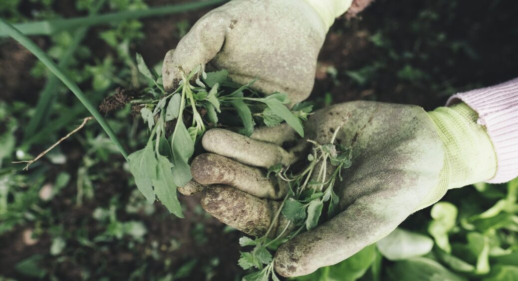 Всього 1 найпростіший прийом і земля буде як пух – без бур’янів та фітофтори. Влітку – обов’язково 