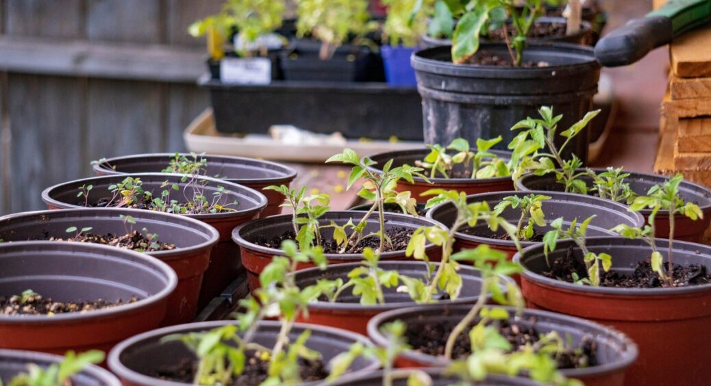 Дідусь дав свою садову книгу, а там – список: що можна посіяти на розсаду в грудні – квіти, дерева, кущі 