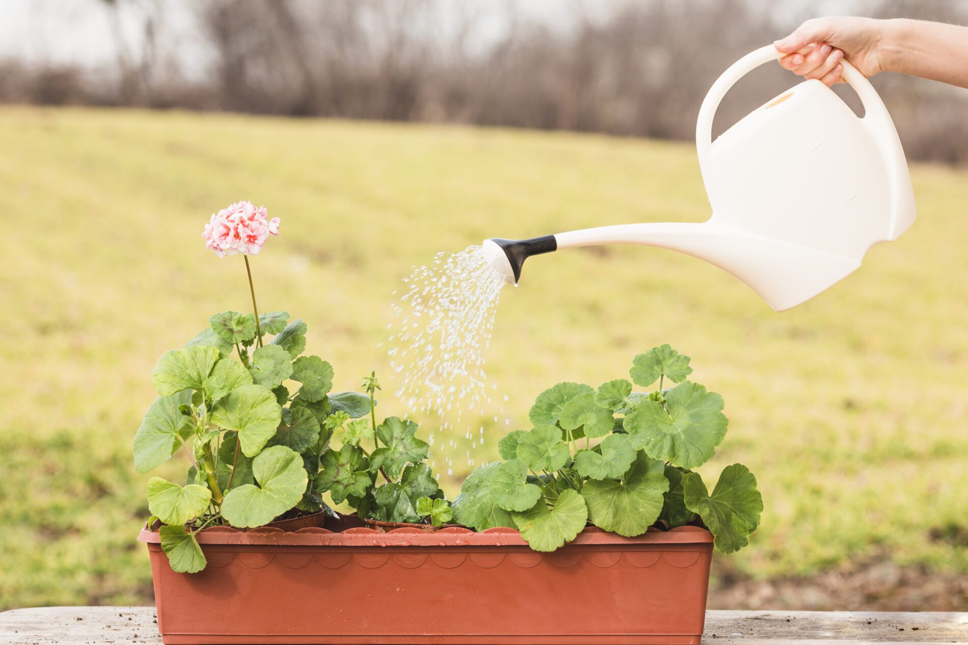 Садівники поділилися, чим підживити рослини під час стресу