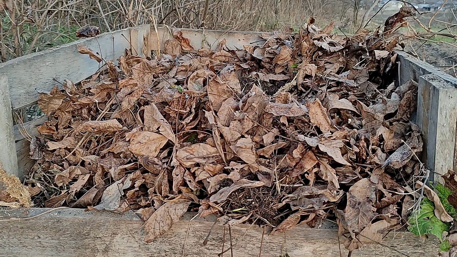Фермери поділилися способами використання горіхового листя на городі