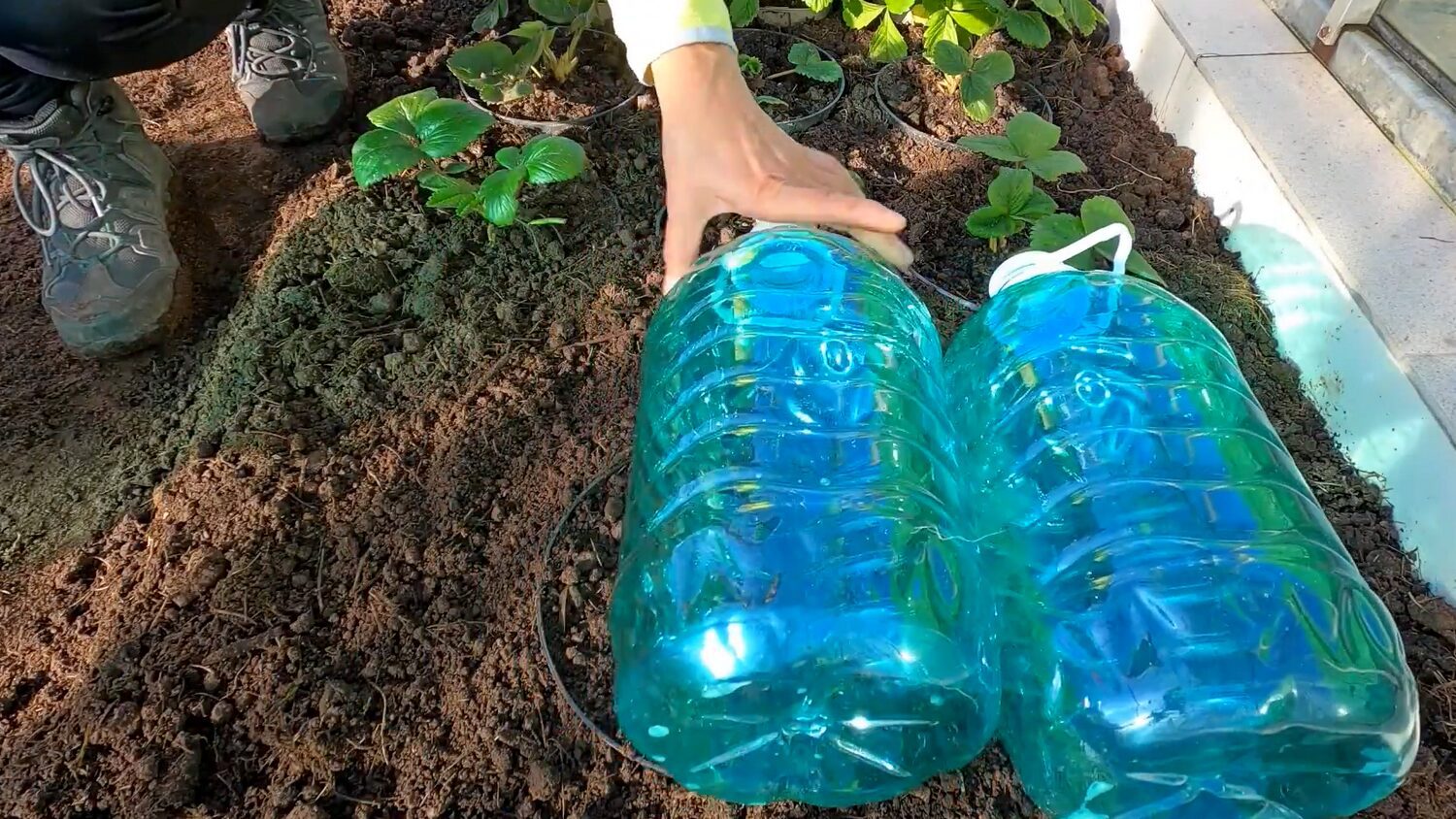Городники показали, як зробити мінігрядки зі старих бутлів