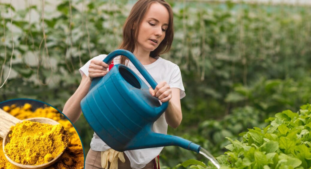 Кума кидає в рис і гречку, а я “годую” цим рослини: 2 корисних рецепти з куркумою для зміцнення розсади 