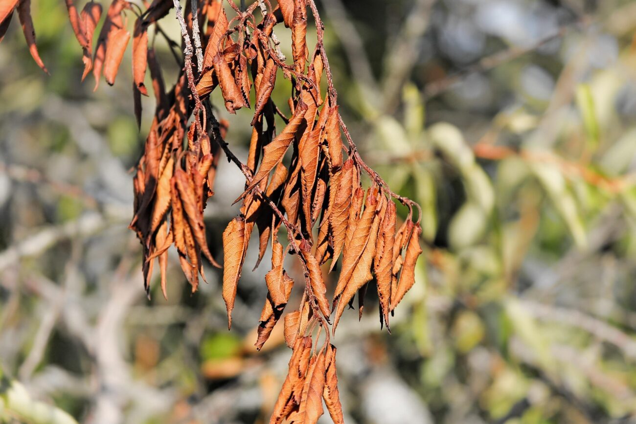 Експерти розповіли, як можна прибрати сміття з ділянки без спалювання та штрафів