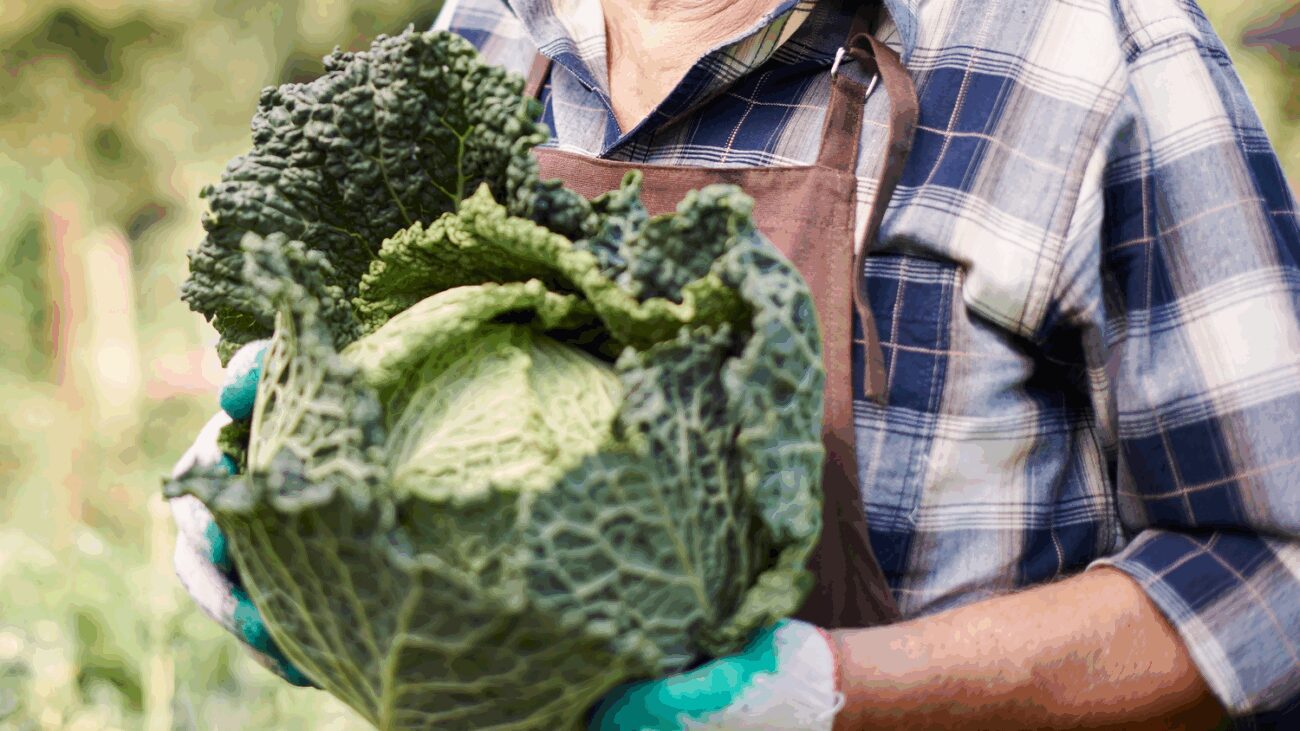 Городники пояснили, як зробити настій з кропиви для підживлення капусти